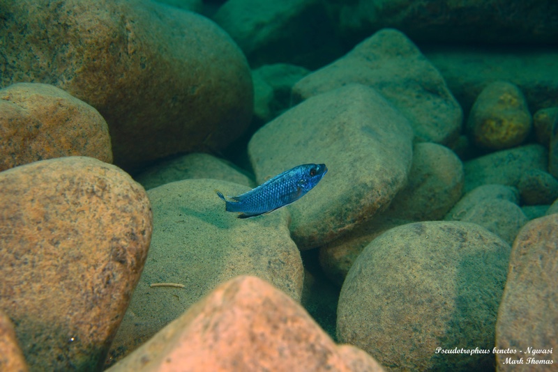 Pseudotropheus benetos 'Ngwasi'